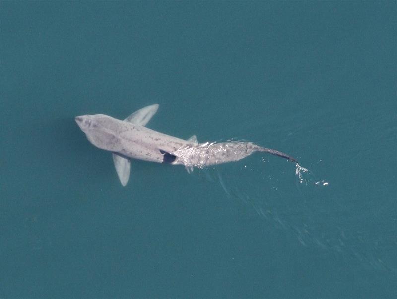 Basking shark photo copyright NOAA Fisheries taken at 