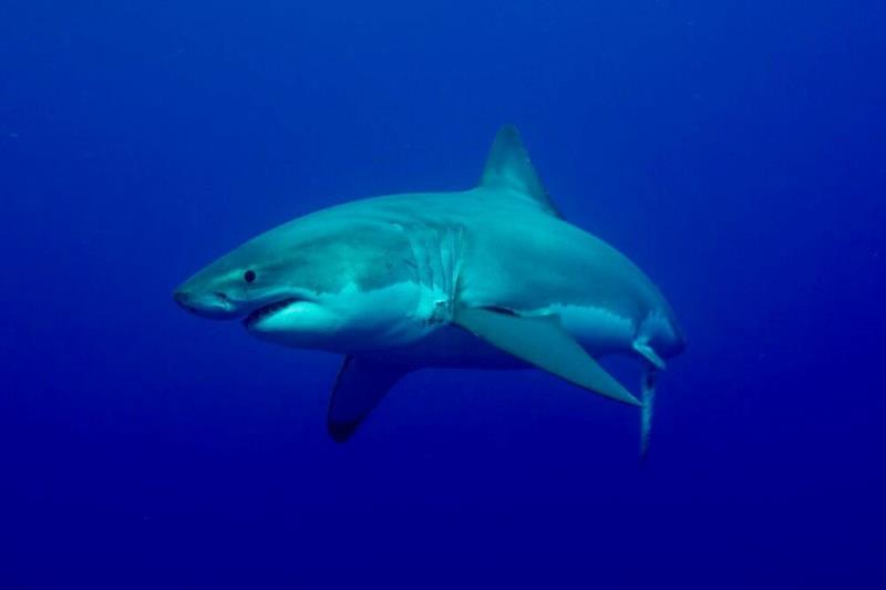 White shark. - photo © Greg Skomal