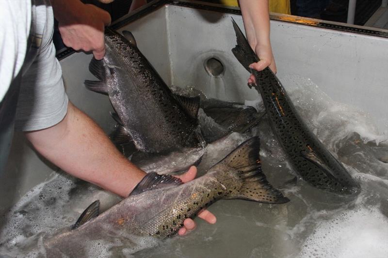 Handling adult salmon - photo © NOAA Fisheries