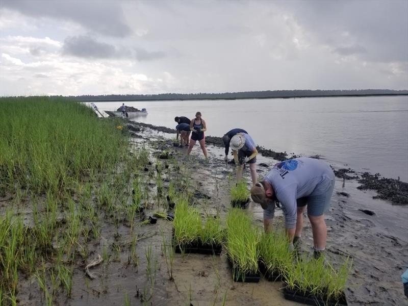 Volunteers carrying and planting marsh grass in South Carolina. - photo © South Carolina Department of Natural Resources