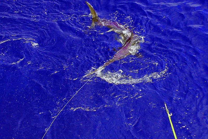 Researchers have tagged swordfish off Southern California for studies evaluating new ways of fishing for the species. - photo © Pfleger Institute of Environmental Research (PIER)