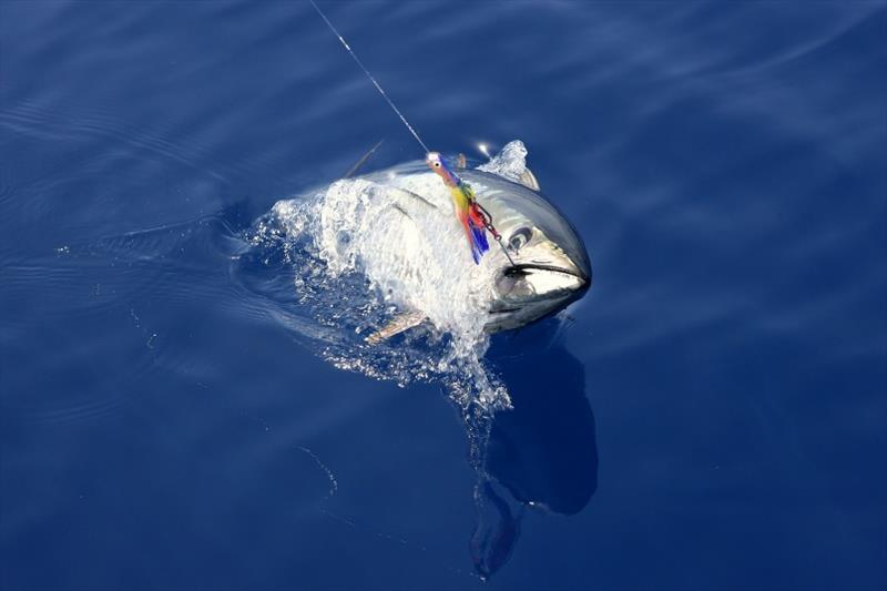Bluefin tuna photo copyright LunaMarina / iStock taken at 