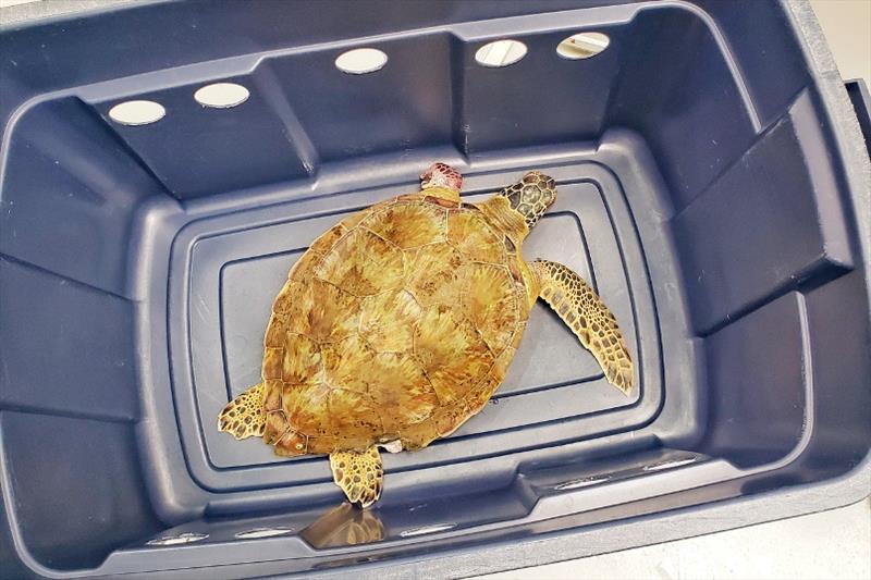 Sea turtle resting in a plastic bin after rescue. It's left flipper had been severed by fishing line photo copyright Dr. Jennifer Leo / Texas Parks and Wildlife Department Scientific taken at 