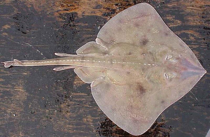 The deep-dwelling Aleutian skate can grow to over 5 feet in length photo copyright NOAA Fisheries taken at 