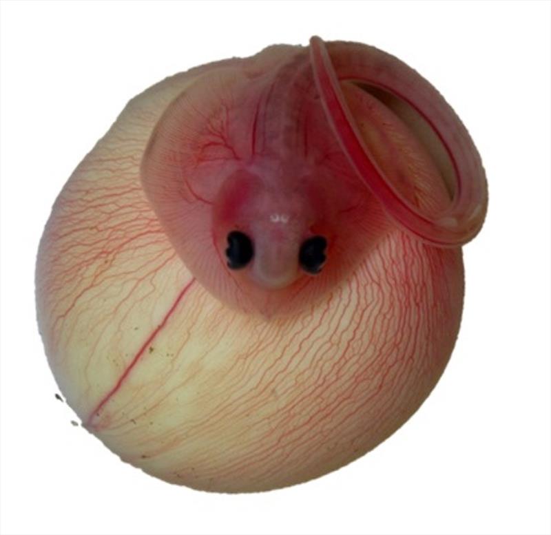 Skate embryo - photo © NOAA Fisheries