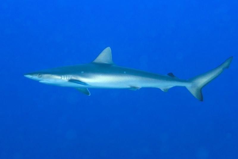 Atlantic sharpnose shark - photo © Kevin Bryant