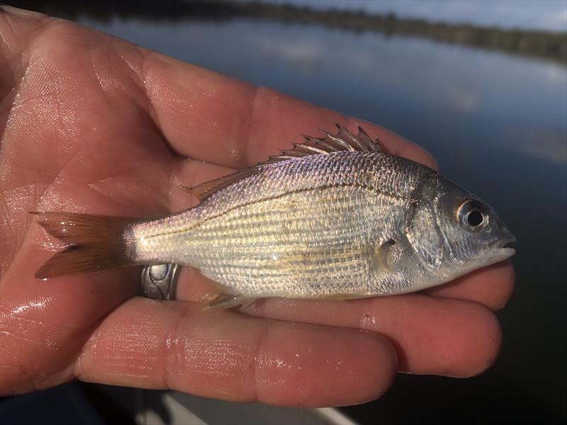 Juvenile black bream photo copyright Joel Peterson taken at 