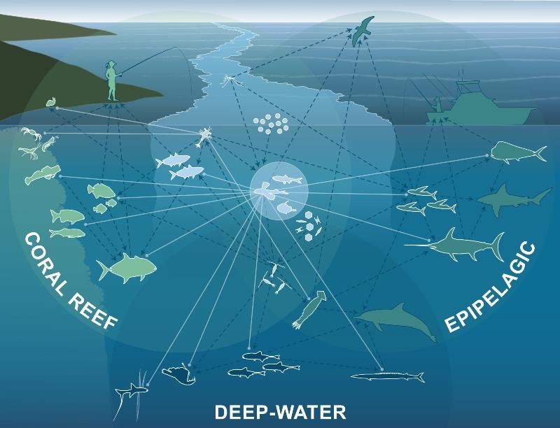 Diagram shows examples of ecological connections enhanced by surface slicks. Larval & juvenile develop in surface slick nurseries before transitioning to adults (solid white lines radiating outward) in coral reef, epipelagic, and deep-water ocean habitats - photo © Whitney et al. (2021)