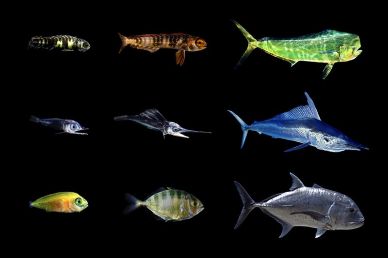Images of the larval, juvenile, and adult stages of three fish species found in surface slick nurseries in West Hawai‘i. (Top) Mahi-mahi (Coryphaena hippurus); (middle) Shortbill spearfish (Tetrapturus angustirostris); (bottom) Trevally (Caranx sp.). - photo © NOAA Fisheries/Jonathan Whitney, Blue Planet Archive/Masa Ushioda and John Burns