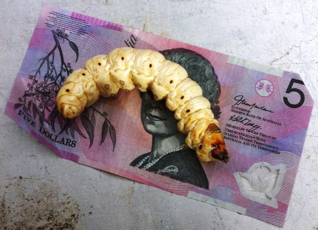 grub life cycle