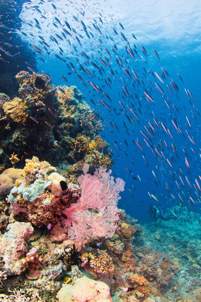 Great Barrier Reef Discovery In Whitsundays Welcomed